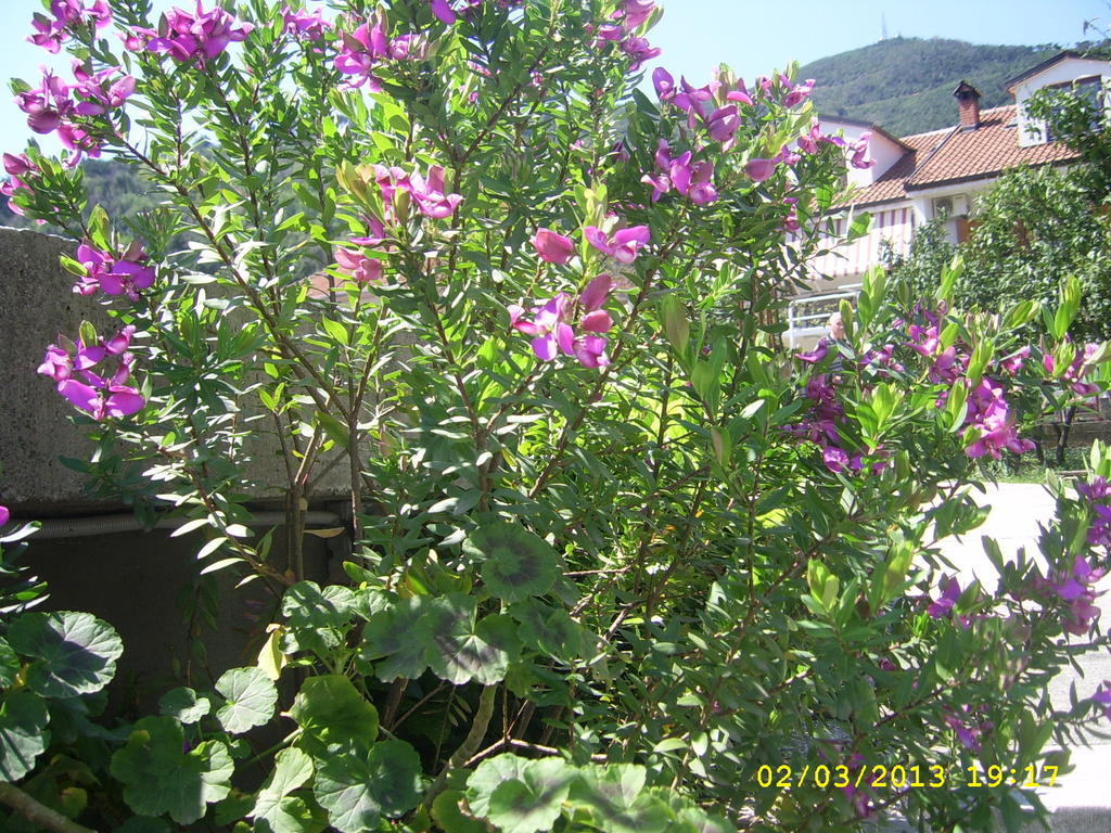 Lägenhet Center 2 Budva